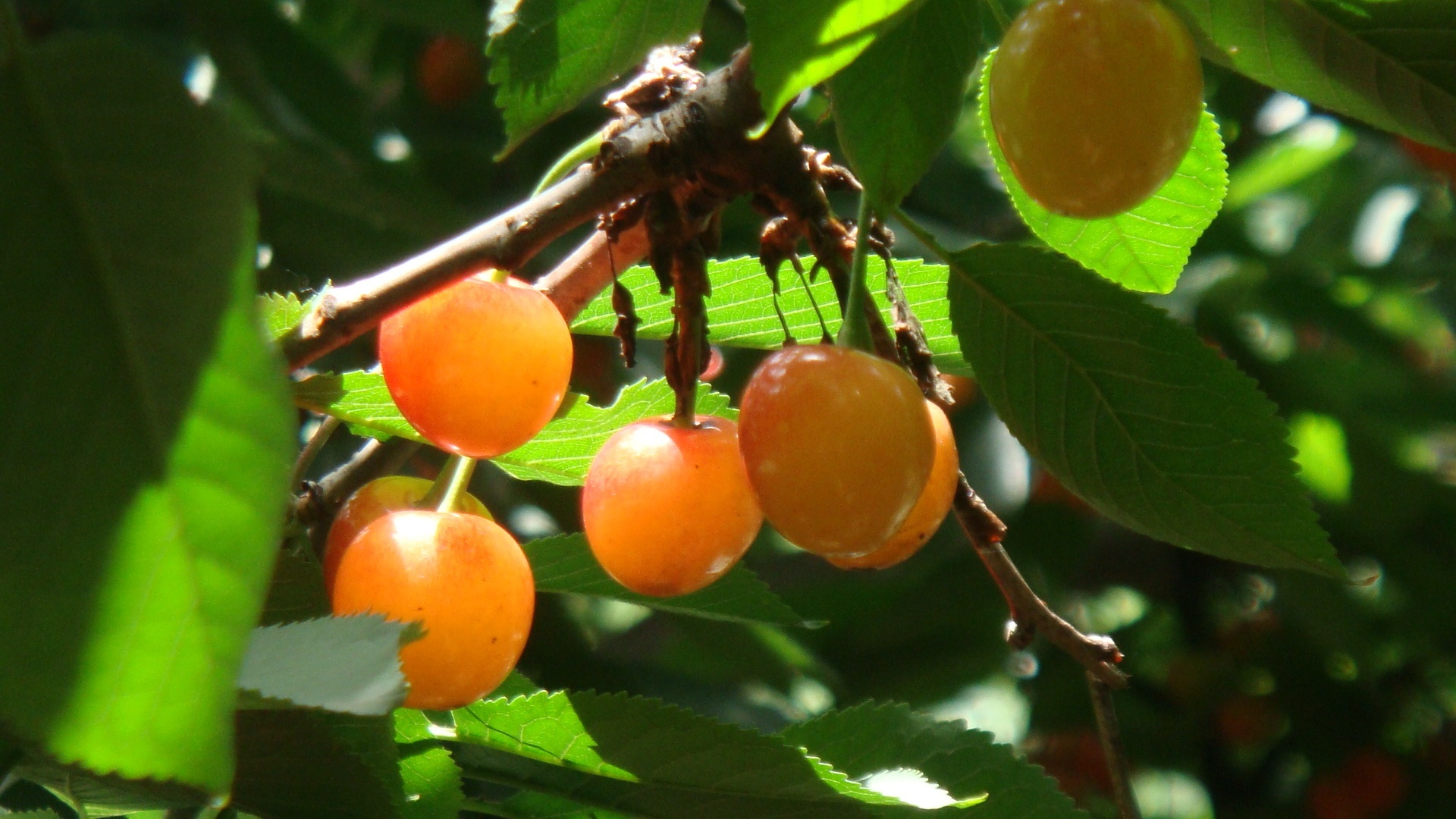 Cherry_picking